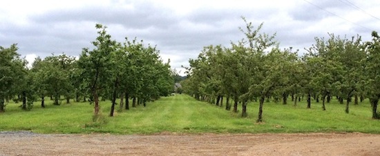 orchards_med